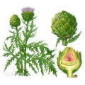 Hot Sale Factory Directly Supply Competitive Price100% Natural Artichoke Leaf Extract Minimum Order 1kg